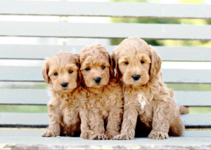 How to Find Goldendoodle Puppies for Sale