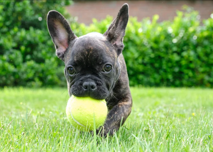 How to Train Frenchton Puppies