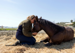 Elimination Des Chevaux