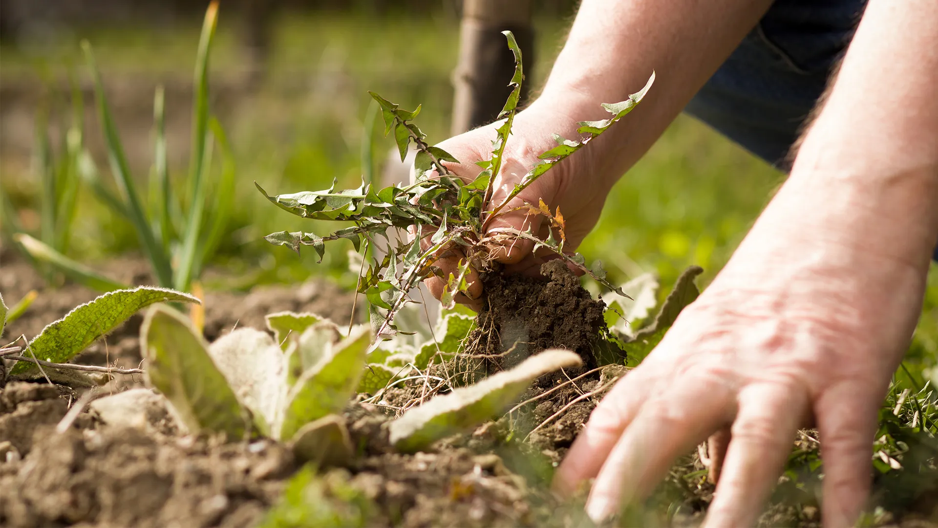Velocity PM Herbicide Vs. Other Herbicides In Weed Control
