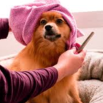 Why Your Choice of Dog Grooming Accessories Matters More Than You Think