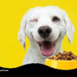 Fuelling Furry Friends: A Guide to Choosing the Right Dog and Cat Supplements in Australia