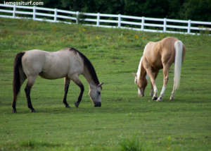 Cheval DE Base