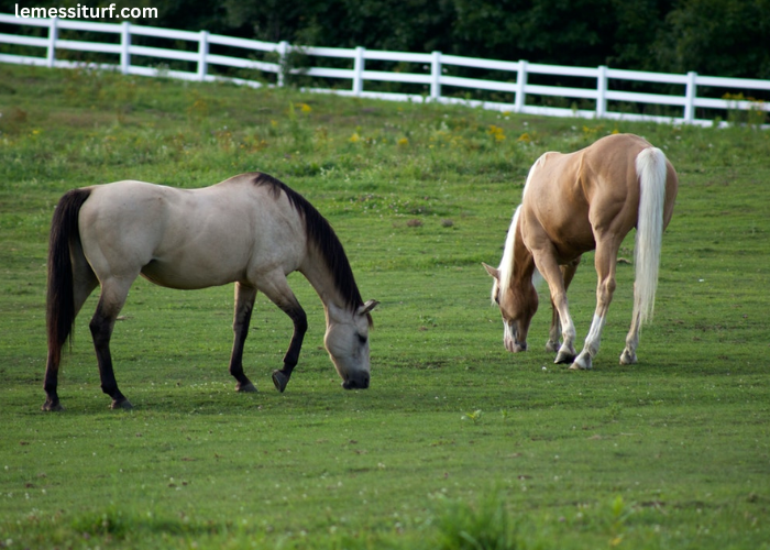 Cheval DE Base