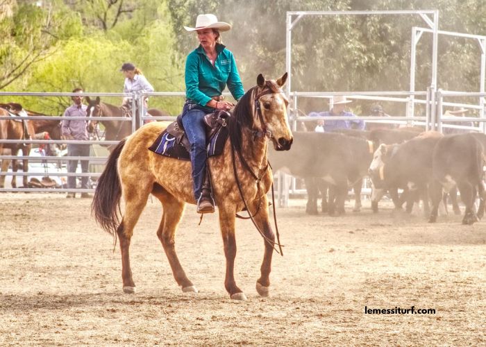 Cheval DE Base Prono