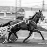 Cheval Gagnant Vip