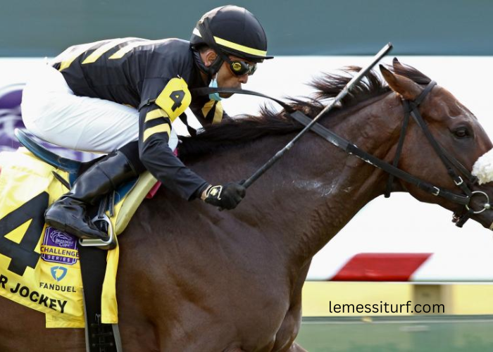 The Best Equipment for Turf Horses