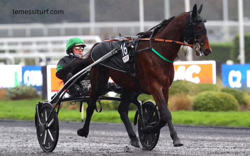 quintechevalturf